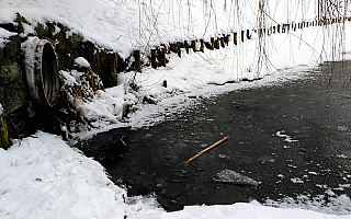 Śnięte ryby pod lodem